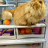 Sophie is registered to the contest to win money with this photo: cat, persian_cat, fluffy, long_hair, golden, orange, animal, pet, sitting, refrigerator, fridge, groceries, food, fruit, oranges, yogurt, butter, kitchen, indoors, funny