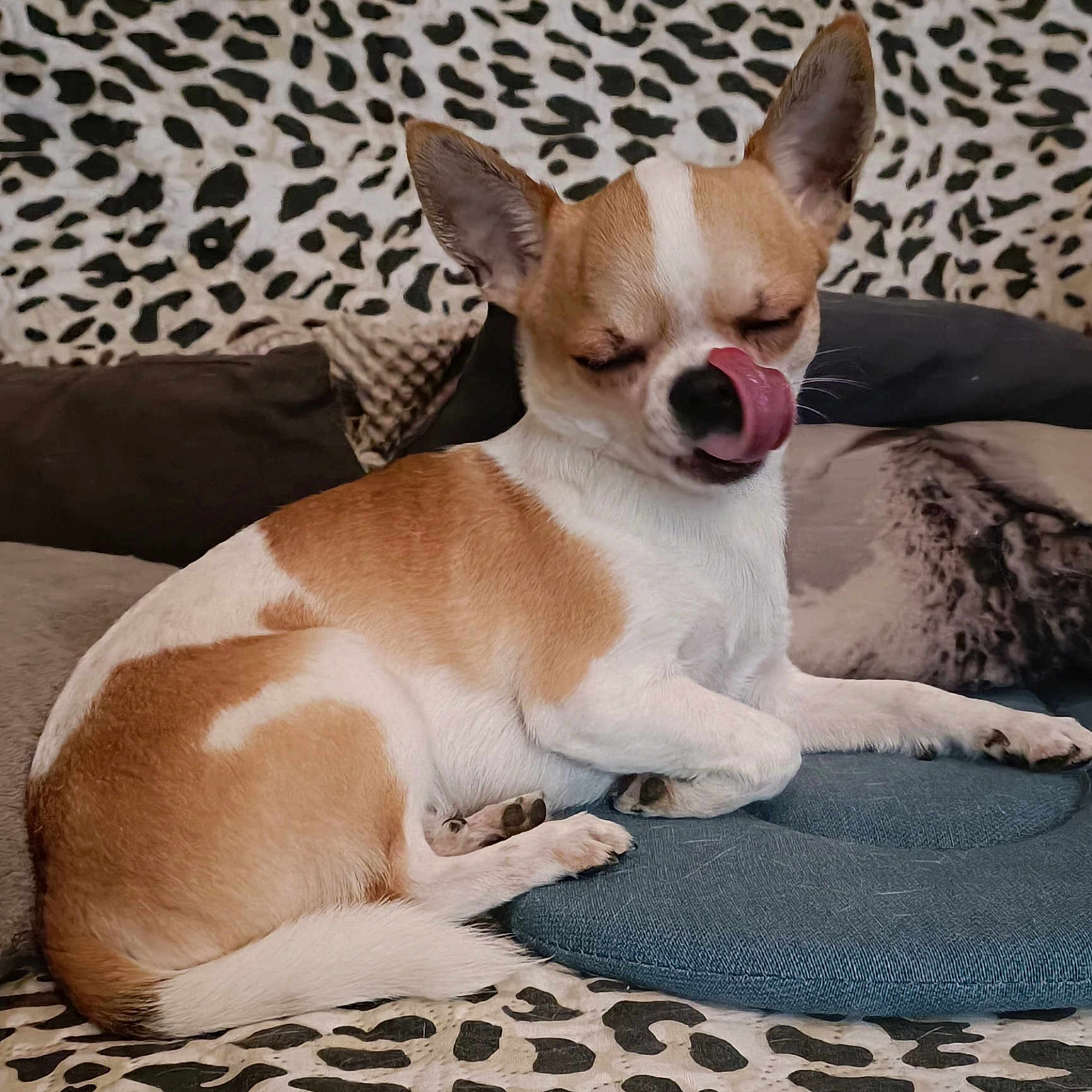 Uno participe au concours pour gagner de l'argent avec cette photo : animal, blanket, bodypart, canine, chihuahua, couch, cushion, dog, dogbed, face, furniture, head, homedecor, hound, mouth, person, pet, puppy, snout, tongue