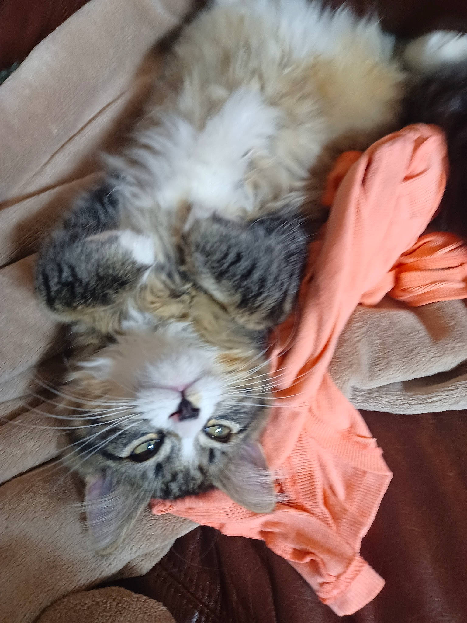 Kittykitty is registered to the contest to win money with this photo: carnivore, cat, claw, comfort, domestic_short_haired_cat, fawn, felidae, fur, nap, paw, plant, sleep, small_to_medium_sized_cats, snout, tail, terrestrial_animal, whiskers