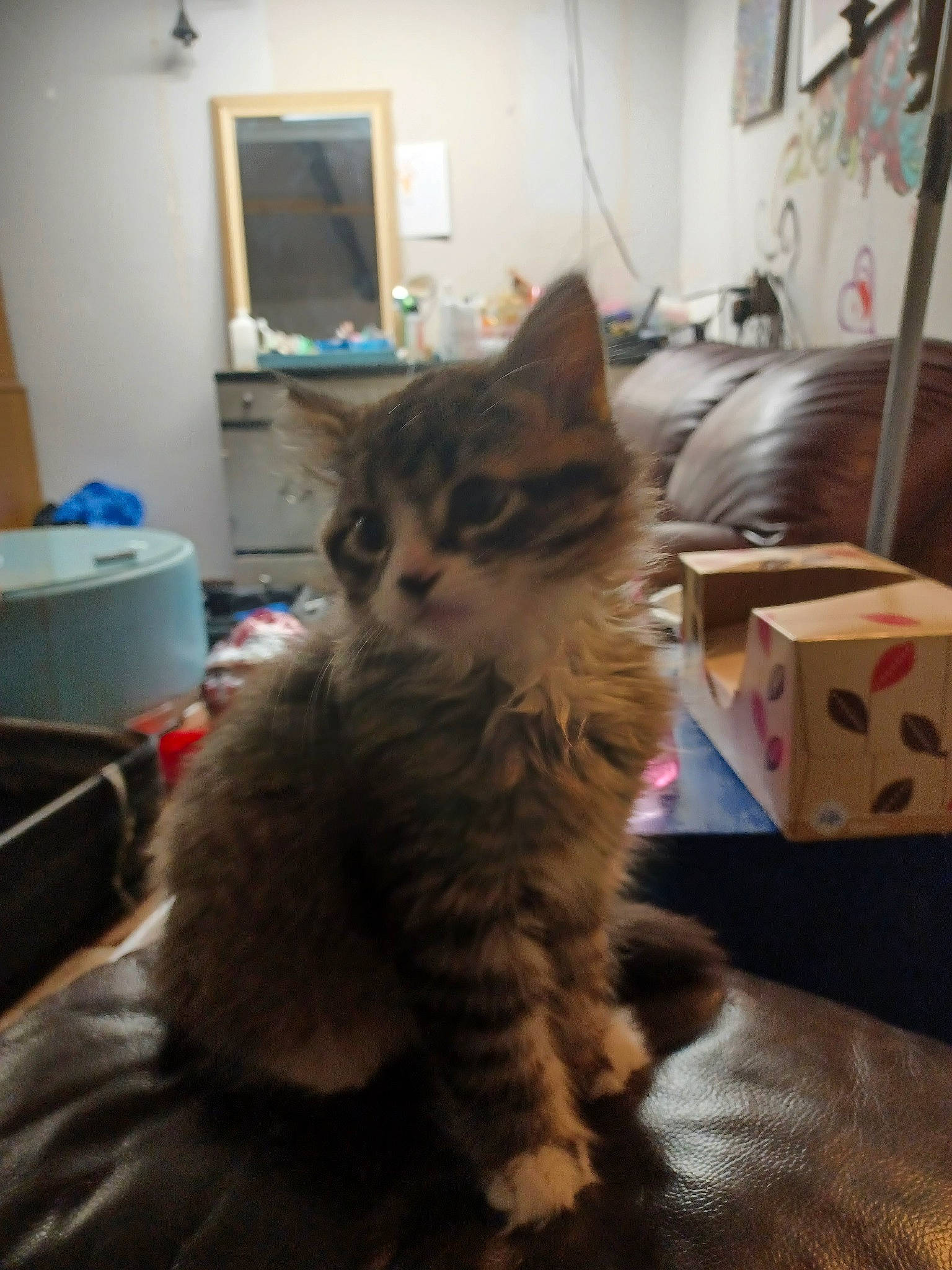 Kittykitty joined the competition — help win amazing prizes! box, british_longhair, cardboard, carnivore, cat, claw, comfort, domestic_short_haired_cat, drawer, felidae, fur, maine_coon, paw, picture_frame, shipping_box, small_to_medium_sized_cats, snout, tail, whiskers, wood