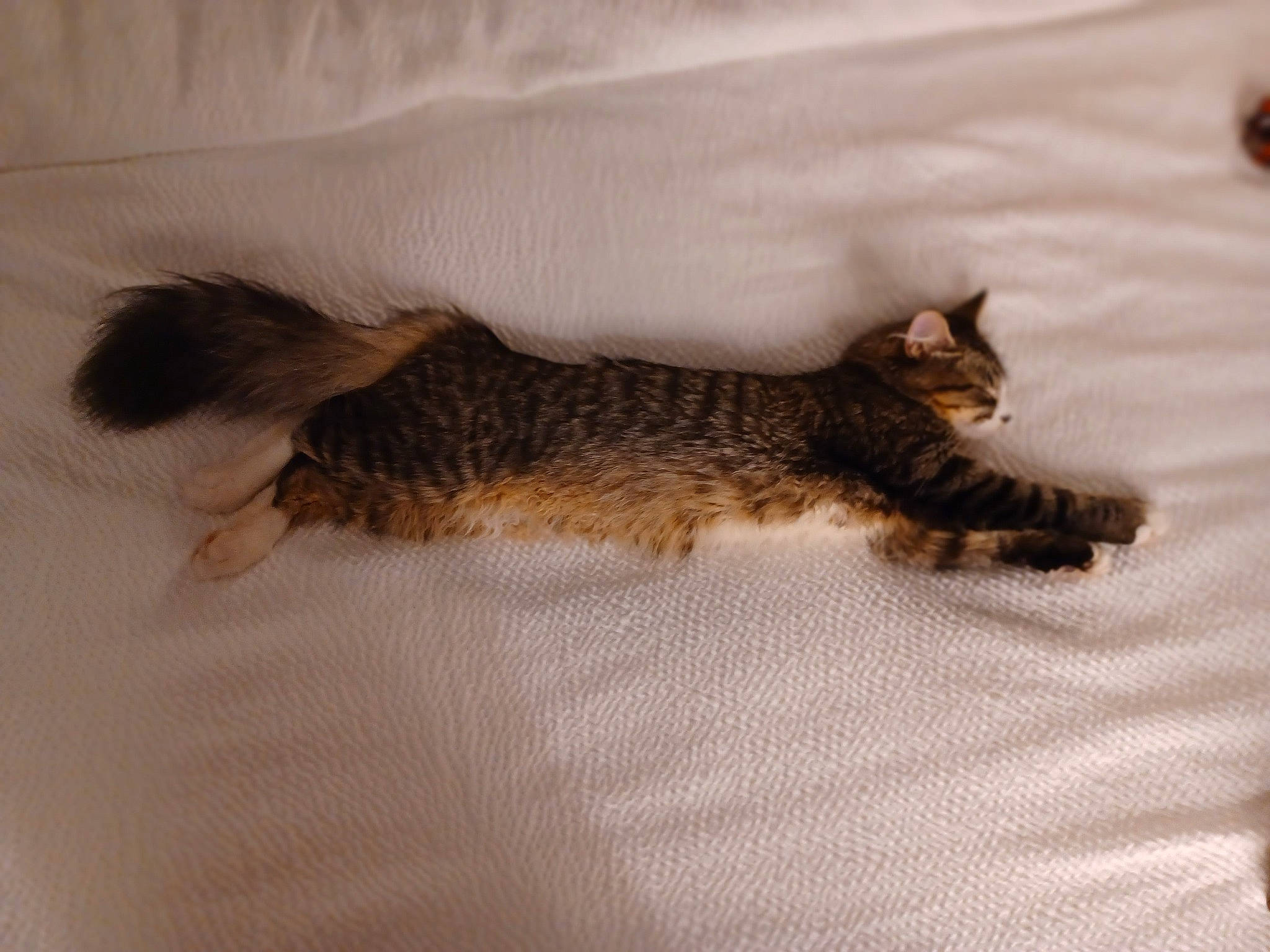 Kittykitty joined the competition — help win amazing prizes! carnivore, cat, claw, comfort, domestic_short_haired_cat, fawn, felidae, fur, grey, linens, mammal, paw, room, small_to_medium_sized_cats, snout, tail, terrestrial_animal, vertebrate, whiskers, wood