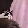 animal, armrest, black_and_white, blanket, cat, comfort, couch, cozy, cute, domestic, feline, fur, home, indoor, pet, pink, relaxing, resting, sleepy, soft