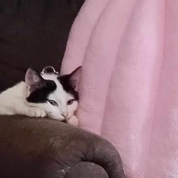 Georgie Girl