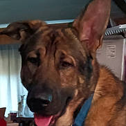 Cutter joined the competition — help win amazing prizes! dog, german_shepherd, large_dog, pet, close_up, portrait, indoor, tongue_out, collar, ear, fur, muzzle, nose, brown_fur, living_room, curtain, shelf, box, blurred, happy