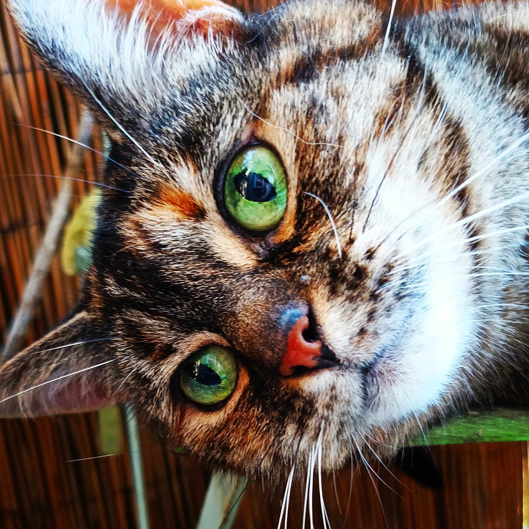 Féfé