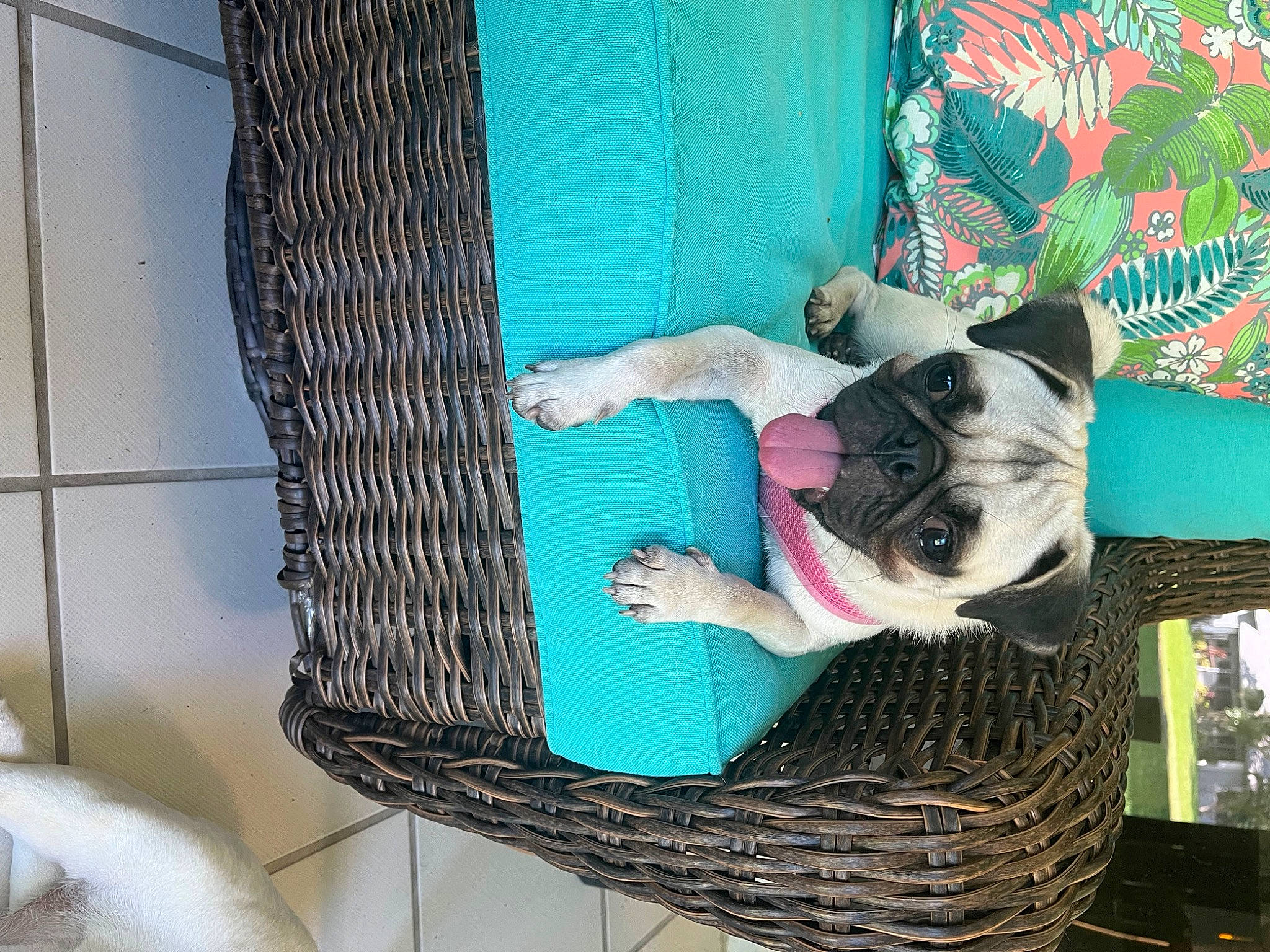 Olivia is registered to the contest to win money with this photo: bulldog, canidae, carnivore, collar, comfort, companion_dog, dog, dog_breed, dog_clothes, dog_collar, dog_supply, fashion_accessory, fawn, green, leash, pet_supply, snout, sporting_group, toy_dog, working_animal