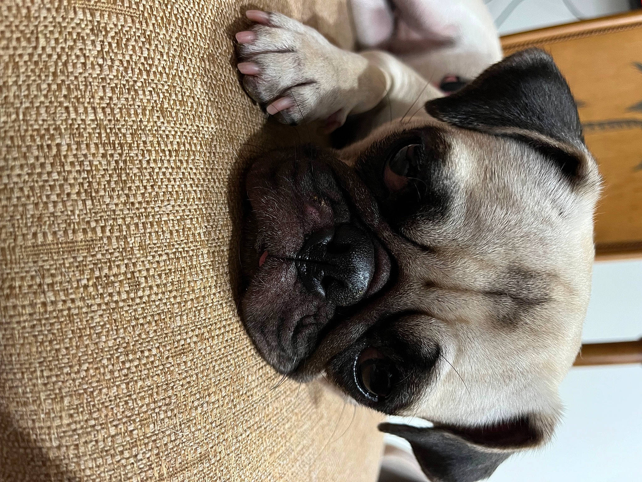Olivia is registered to the contest to win money with this photo: canidae, carnivore, claw, comfort, companion_dog, dog, dog_breed, ear, fawn, foot, gesture, human_leg, paw, snout, sporting_group, tail, toy_dog, whiskers, working_animal, wrinkle