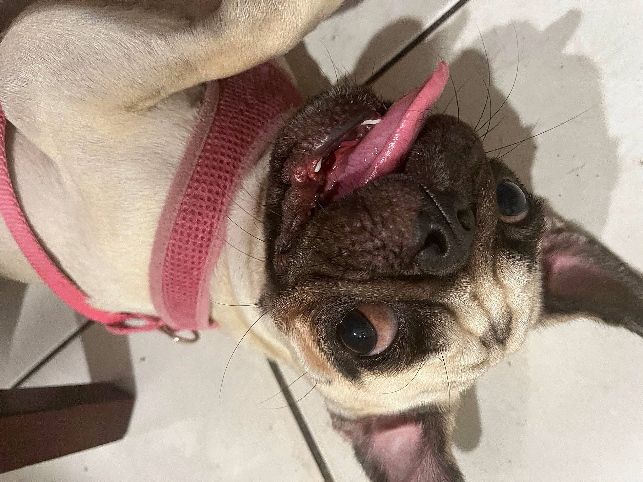 Olivia is registered to the contest to win money with this photo: canidae, dog_breed, ear, eyelash, fashion_accessory, fawn, feather, felidae, flesh, fur, jaw, liver, livestock, magenta, pack_animal, snout, sporting_group, whiskers, working_animal, wrinkle