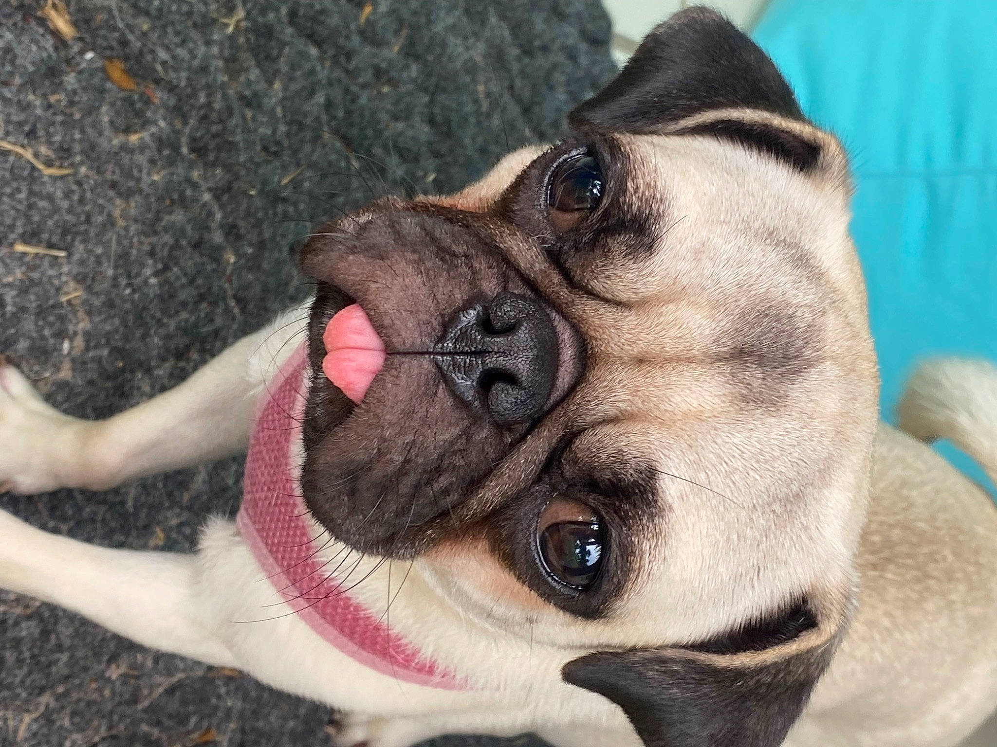 Olivia is registered to the contest to win money with this photo: canidae, carnivore, collar, companion_dog, dog, dog_breed, dog_collar, ear, eye, fawn, head, iris, jaw, pet_supply, snout, sporting_group, tongue, whiskers, working_animal, wrinkle