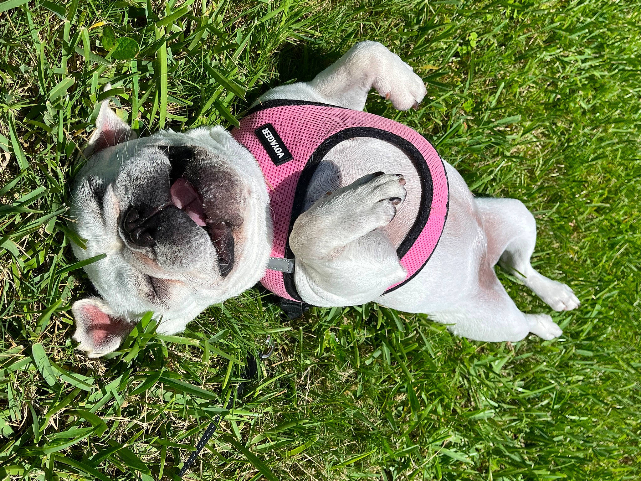 Ivy is registered to the contest to win money with this photo: australian_bulldog, bulldog, canidae, carnivore, collar, companion_dog, dog, dog_breed, dog_clothes, dog_collar, dog_supply, fawn, grass, leash, paw, pet_supply, plant, sporting_group, tail, working_animal