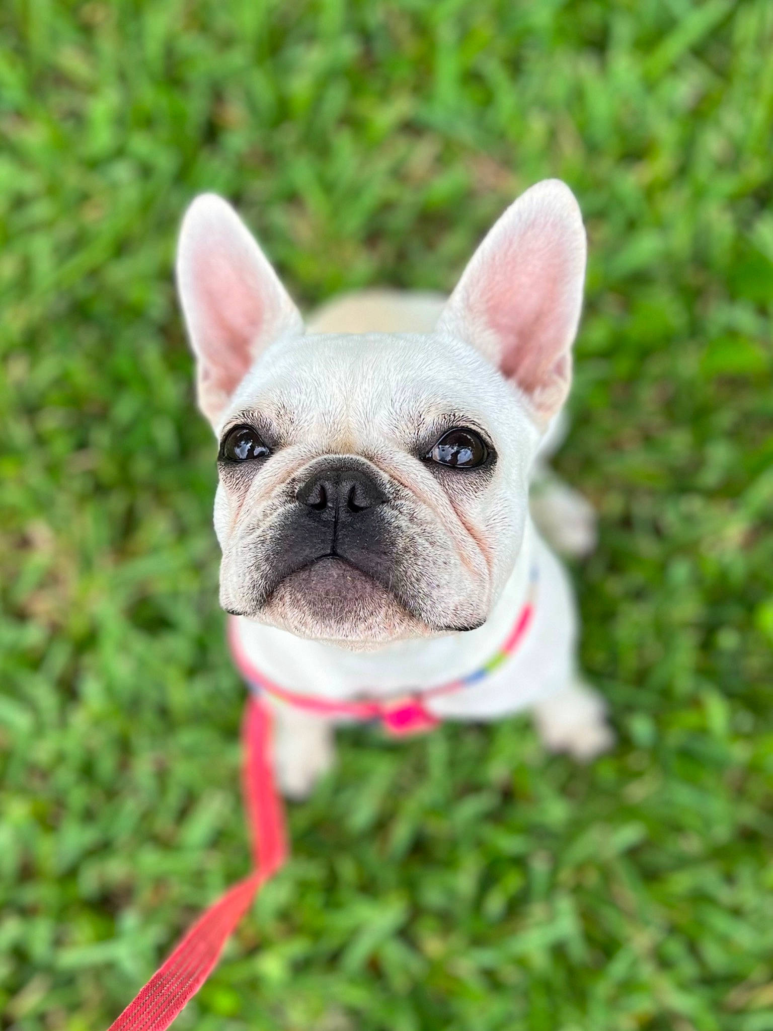 Ivy joined the competition — help win amazing prizes! bulldog, canidae, carnivore, collar, companion_dog, dog, dog_breed, ear, fawn, grass, non_sporting_group, pink, plant, snout, sporting_group, terrestrial_animal, toy_dog, whiskers, working_animal, wrinkle