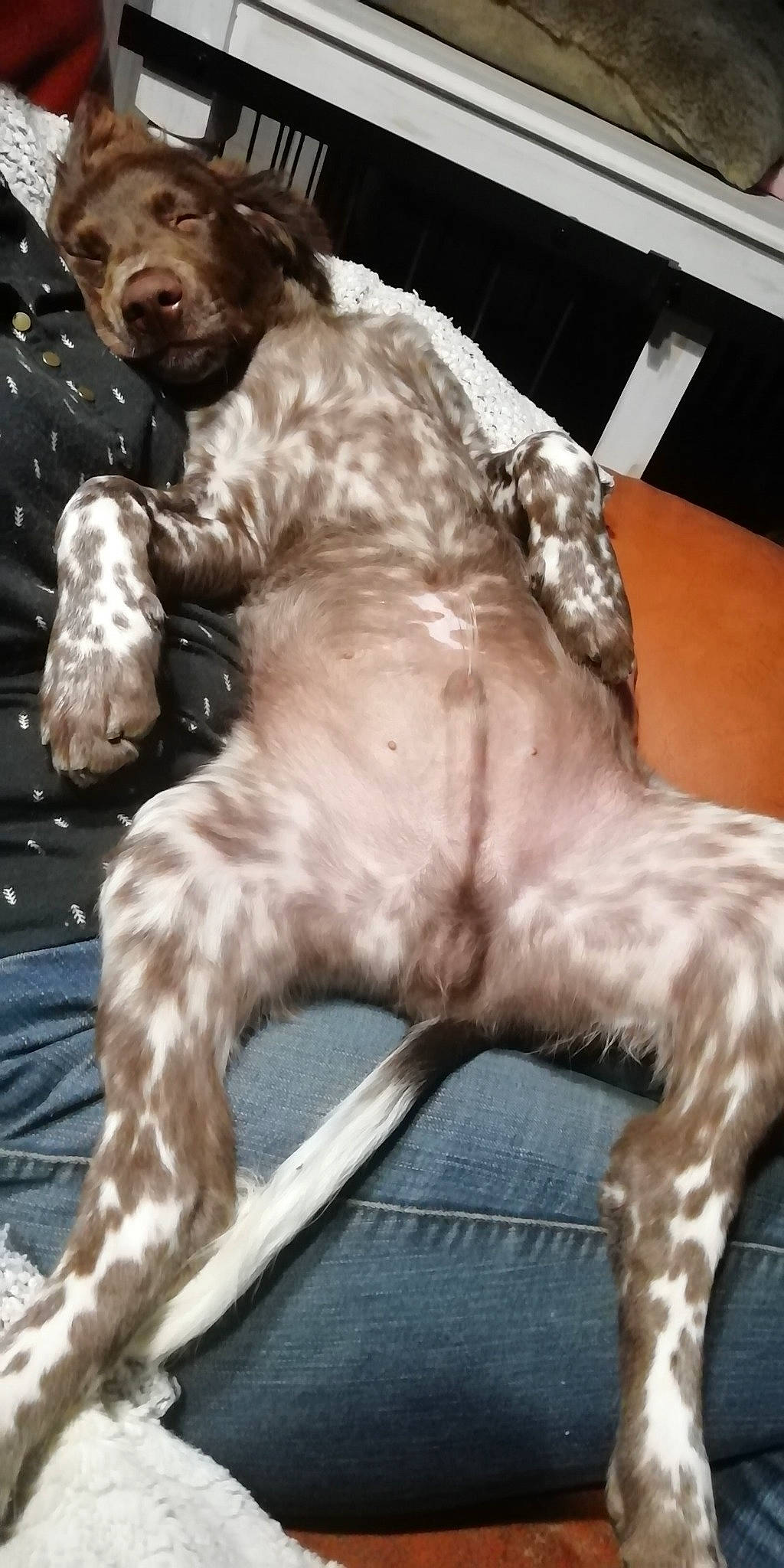 Sumaï a rejoint le concours — aidez-le/la à gagner de superbes lots ! canidae, carnivore, cocker_spaniel, companion_dog, dog, dog_breed, fang, felidae, flesh, fur, gun_dog, liver, mammal, paw, snout, spaniel, sporting_group, tail, whiskers, working_animal