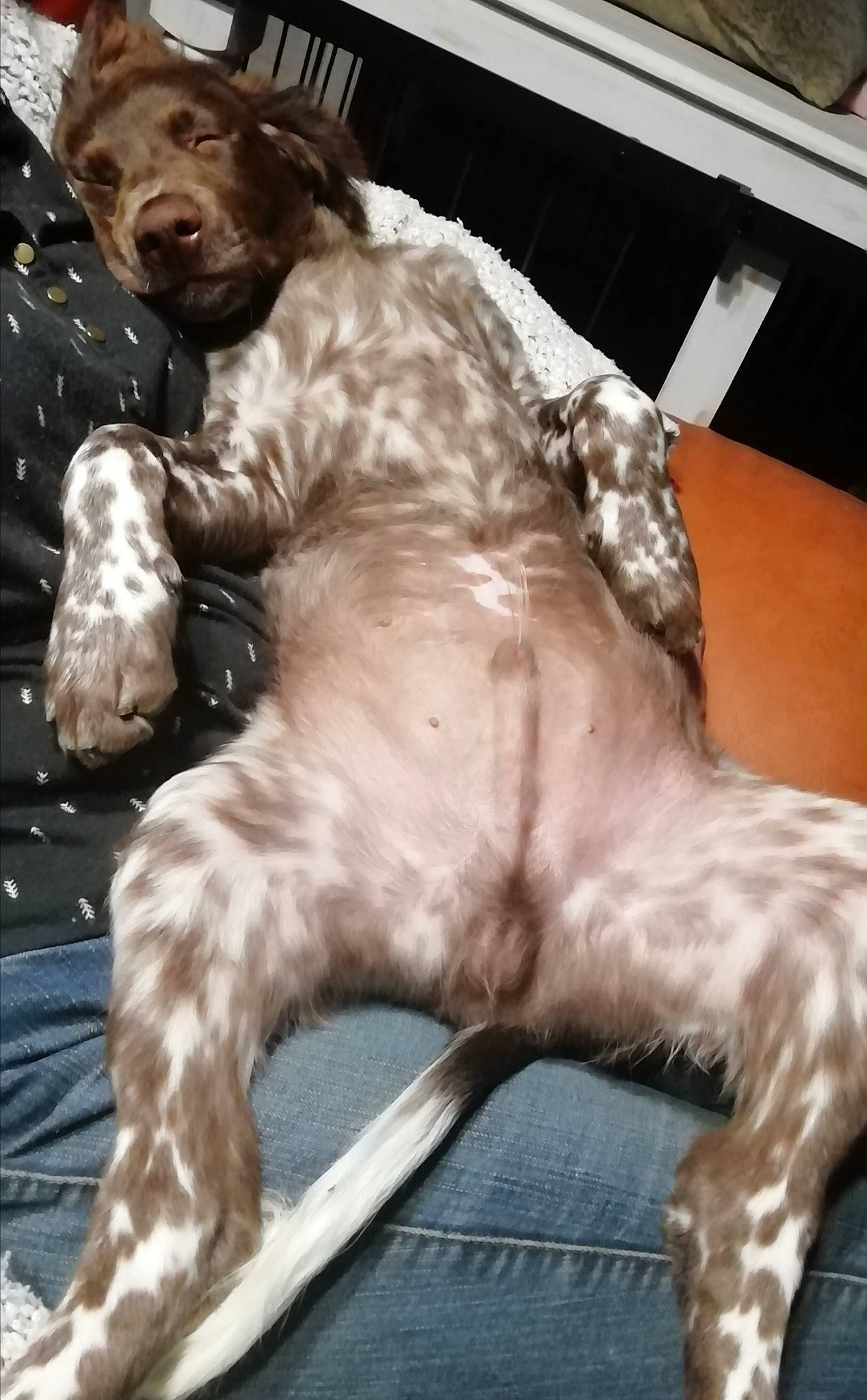 Sumaï a rejoint le concours — aidez-le/la à gagner de superbes lots ! art, carnivore, comfort, companion_dog, dog, dog_breed, felidae, fur, gun_dog, hat, liver, paw, pointing_breed, puppy, small_to_medium_sized_cats, spaniel, sporting_group, tail, whiskers, working_animal