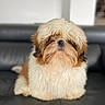 Victus participe au concours pour gagner de l'argent avec cette photo : dog, shih_tzu, small_dog, fluffy, long_hair, white_fur, brown_fur, sitting, sofa, indoor, portrait, pet, companion_animal, cute, serious_expression, facial_fur, grooming, home, closeup, photography