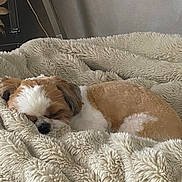 Victus participe au concours pour gagner de l'argent avec cette photo : dog, puppy, shih_tzu, sleeping, sleepy, curled_up, brown_and_white, fluffy, blanket, cozy, indoors, pet, canine, resting, snuggled, soft, cute, portrait, warm_lighting, nap