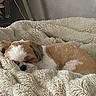 Victus participe au concours pour gagner de l'argent avec cette photo : dog, puppy, shih_tzu, sleeping, sleepy, curled_up, brown_and_white, fluffy, blanket, cozy, indoors, pet, canine, resting, snuggled, soft, cute, portrait, warm_lighting, nap