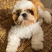 Victus participe au concours pour gagner de l'argent avec cette photo : dog, shih_tzu, puppy, fluffy, white_fur, brown_fur, small_dog, long_hair, pet, animal, portrait, sitting, lying_down, front_view, paws, wicker_chair, woven_texture, indoors, warm_lighting, cute