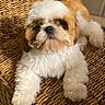 dog, shih_tzu, puppy, fluffy, white_fur, brown_fur, small_dog, long_hair, pet, animal, portrait, sitting, lying_down, front_view, paws, wicker_chair, woven_texture, indoors, warm_lighting, cute