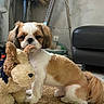 Victus participe au concours pour gagner de l'argent avec cette photo : dog, puppy, shih_tzu, toy_dog, stuffed_animal, plush_toy, cuddling, sitting, indoor, home, chair, bedding, brown_and_white, fluffy, long_ears, tail, pet, cute, portrait, cozy