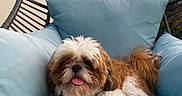 Victus participe au concours pour gagner de l'argent avec cette photo : dog, shih_tzu, small_dog, fluffy, brown_and_white, pet, tongue_out, sitting, lounging, cushion, blue_chair, hanging_chair, outdoor, patio, portrait, cute, relaxed, fur, tail, sunlight