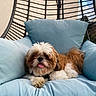 Victus participe au concours pour gagner de l'argent avec cette photo : dog, shih_tzu, small_dog, fluffy, brown_and_white, pet, tongue_out, sitting, lounging, cushion, blue_chair, hanging_chair, outdoor, patio, portrait, cute, relaxed, fur, tail, sunlight