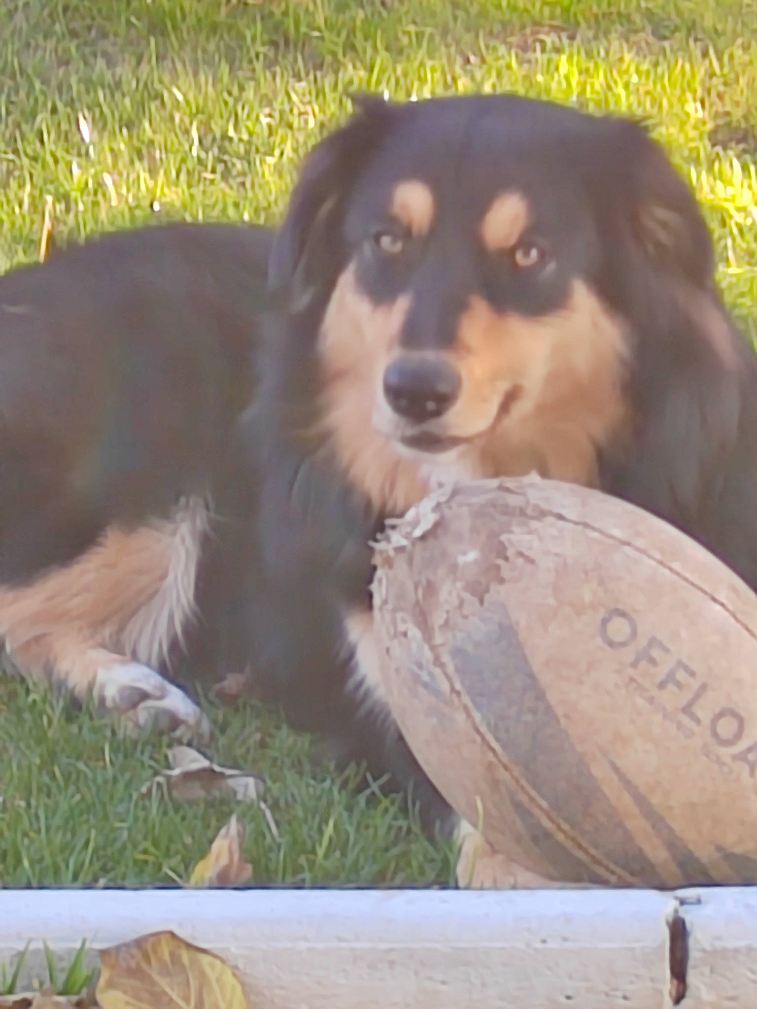 Daisy a rejoint le concours — aidez-le/la à gagner de superbes lots ! canidae, carnivore, companion_dog, dog, dog_breed, gaddi_kutta, grass, guard_dog, herding_dog, plant, sporting_group, terrestrial_animal, working_dog