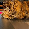 cat, maine_coon, long_hair, tabby, fluffy, furry, golden_coat, whiskers, ears, closed_eyes, sleepy, relaxed, sitting, lounging, indoor, home, table, portrait, pet, animal