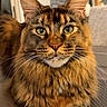 cat, maine_coon, long_hair, fluffy, feline, pet, portrait, close_up, golden_brown, tabby, tufted_ears, whiskers, green_eyes, large_cat, sitting, crossed_paws, indoors, couch, home, photography