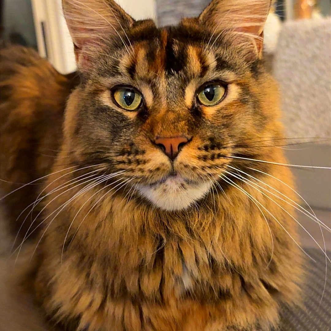 Nala
