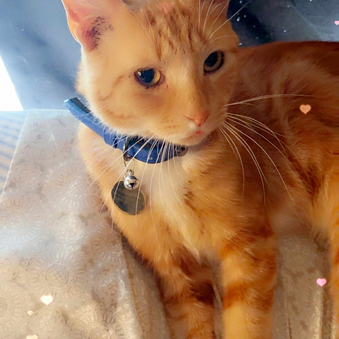 Kylo is registered to the contest to win money with this photo: animal, bed, bell, blanket, cat, closeup, collar, cute, cute_pet, domestic_cat, feline, heart_overlay, indoor, orange_tabby, pattern, paws, pet, relaxed, soft_light, whiskers