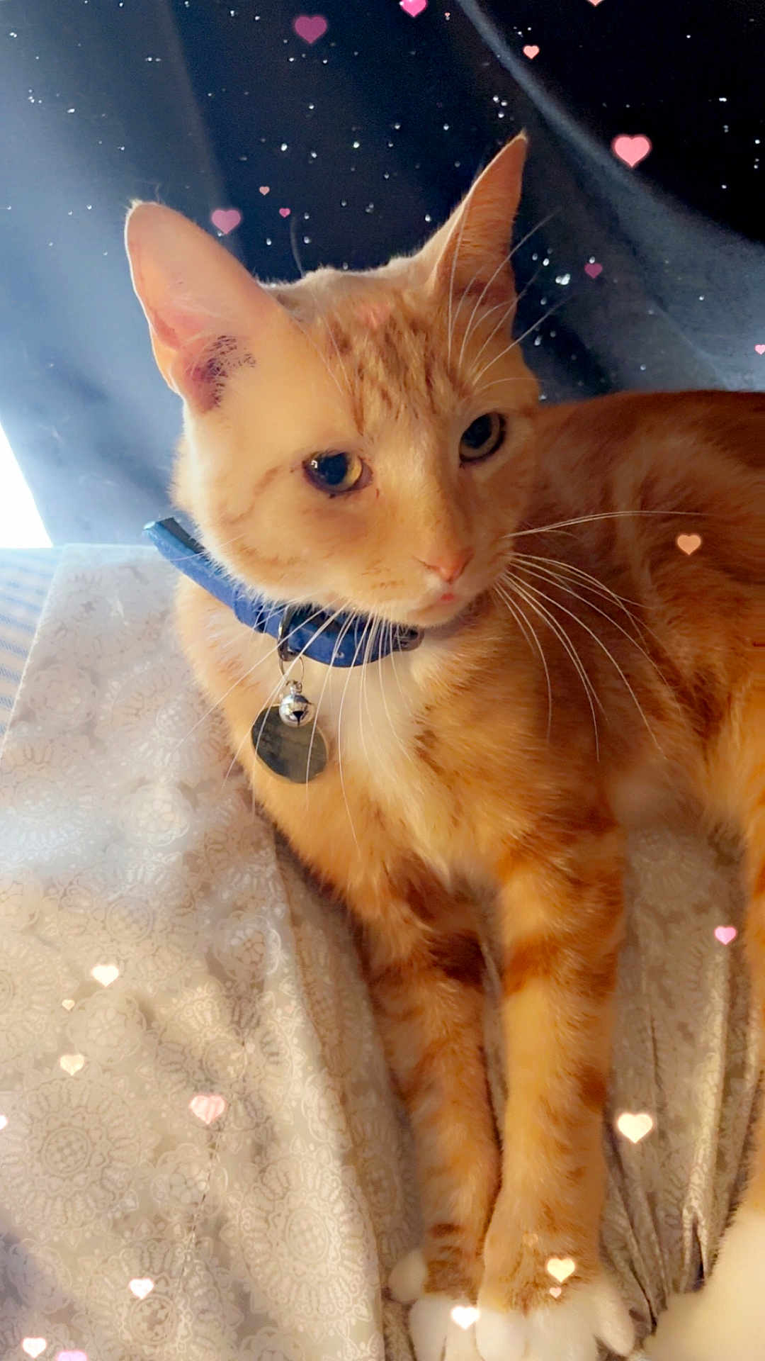 Kylo is registered to the contest to win money with this photo: cat, orange_tabby, collar, bell, bed, blanket, pattern, indoor, pet, whiskers, paws, relaxed, feline, cute, heart_overlay, soft_light, closeup, animal, cute_pet, domestic_cat