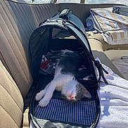 Pendille participe au concours pour gagner de l'argent avec cette photo : accessories, animal, architecture, building, canine, car, car_interior, carseat, cat, dog, kitten, outdoors, pet, puppy, racket, shelter, sport, sunglasses, transportation, vehicle
