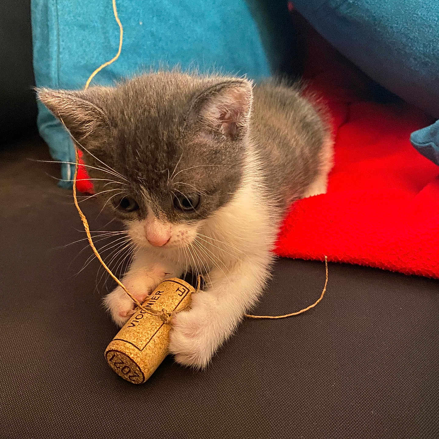 Pendille a rejoint le concours — aidez-le/la à gagner de superbes lots ! ammunition, animal, cat, cork, couch, fish, furniture, kitten, pet, sealife, shark, weapon