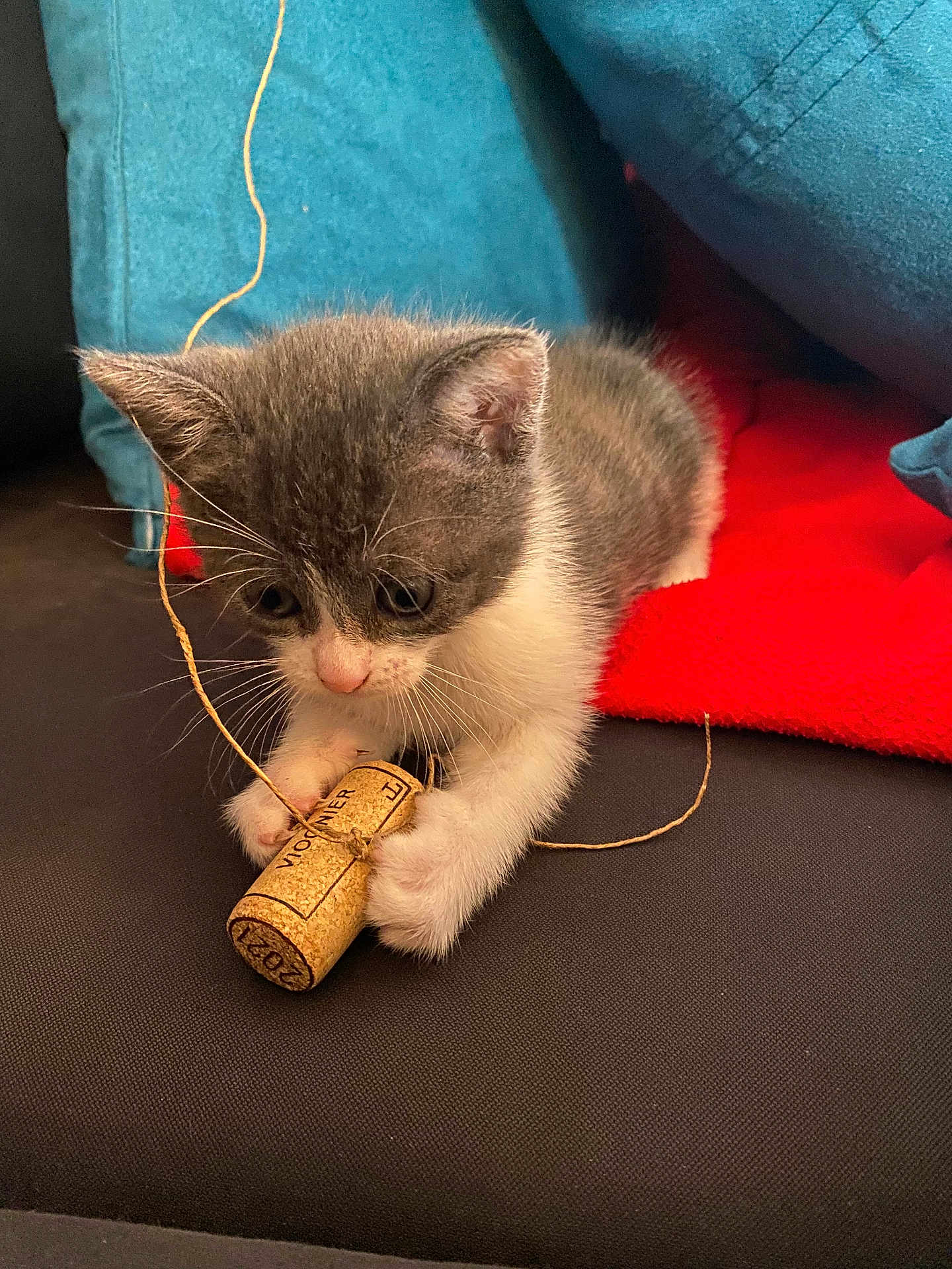 Pendille a rejoint le concours — aidez-le/la à gagner de superbes lots ! ammunition, animal, cat, cork, couch, fish, furniture, kitten, pet, sealife, shark, weapon