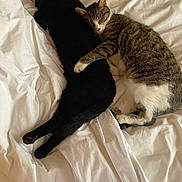 Patapouf a rejoint le concours — aidez-le/la à gagner de superbes lots ! cat, cats, tabby_cat, black_cat, sleeping, cuddling, bed, white_bed_sheet, fur, pets, animal, cute, cozy, resting, domestic_cat, paw, embrace, companionship, indoor, relaxation