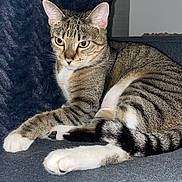 Sapphire joined the competition — help win amazing prizes! cat, tabby_cat, pet, animal, feline, indoor, couch, blue_couch, pillow, relaxing, yellow_eyes, striped, whiskers, ears, paw, fur, domestic_cat, resting, close_up, household