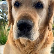 Miami a rejoint le concours — aidez-le/la à gagner de superbes lots ! dog, golden_retriever, close_up, outdoor, pet, canine, fur, muzzle, nose, ears, animal, portrait, curious, fluffy, face, nature, grass, daytime, looking, friendly