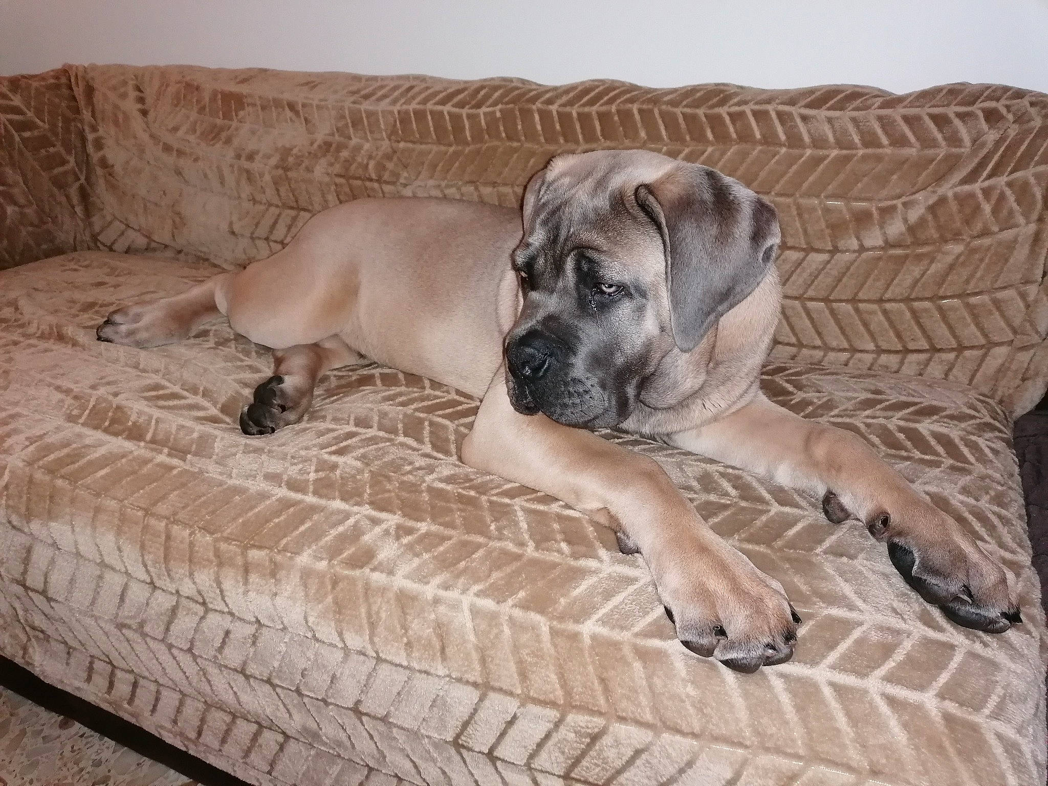 Stan a rejoint le concours — aidez-le/la à gagner de superbes lots ! canidae, carnivore, comfort, companion_dog, couch, dog, dog_breed, fawn, floor, flooring, grey, hardwood, paw, snout, sporting_group, terrestrial_animal, whiskers, wood, wood_flooring, working_animal