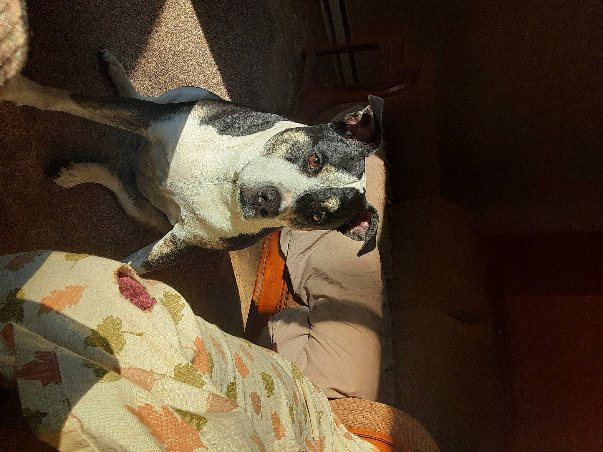 Liza is registered to the contest to win money with this photo: canidae, carnivore, collar, comfort, companion_dog, dog, dog_breed, dog_collar, dog_supply, ear, eyewear, fawn, nap, non_sporting_group, snout, sporting_group, tail, whiskers, working_animal