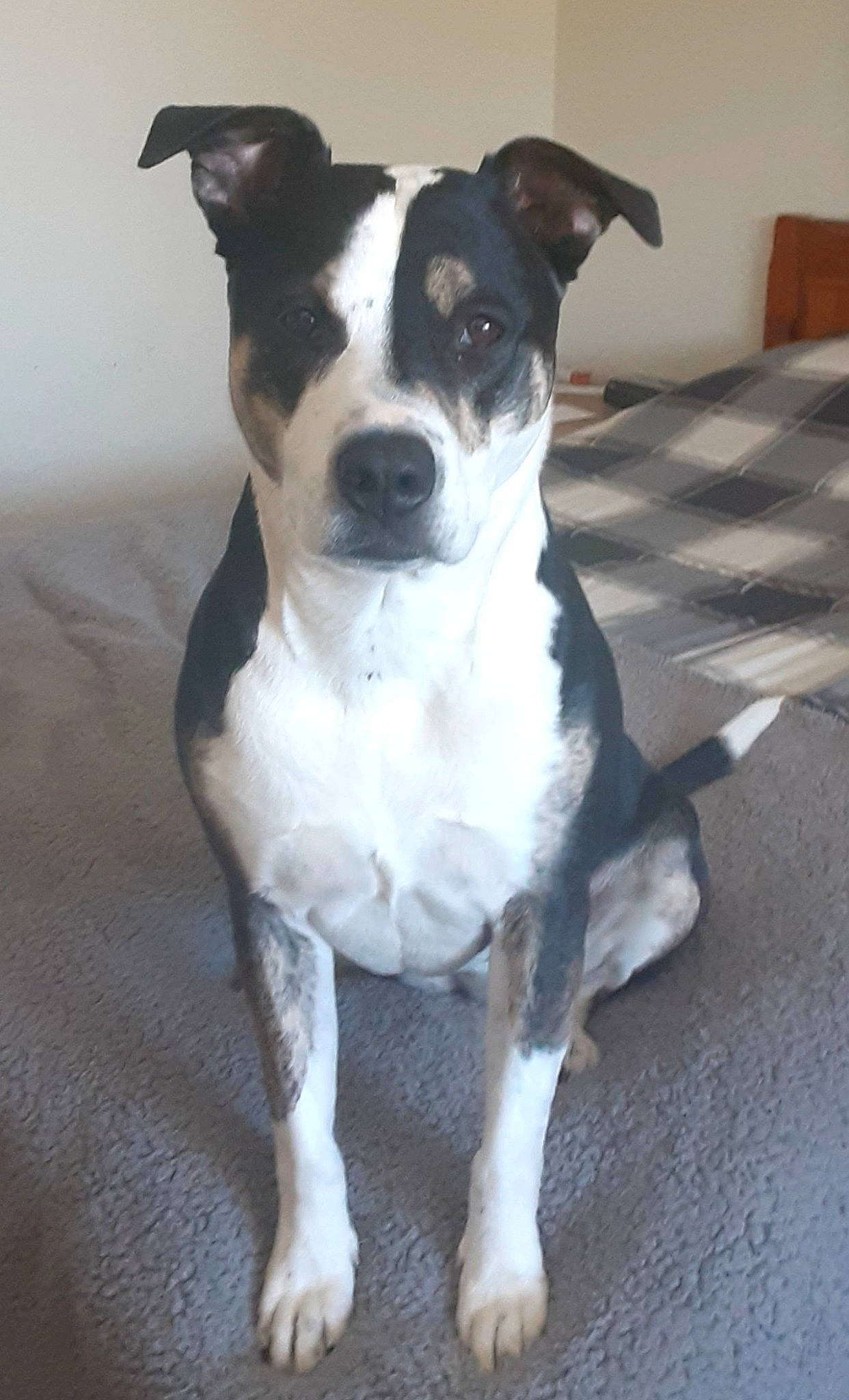 Liza is registered to the contest to win money with this photo: canidae, carnivore, collar, companion_dog, dog, dog_breed, dog_collar, fawn, non_sporting_group, sporting_group, whiskers, working_animal, working_dog