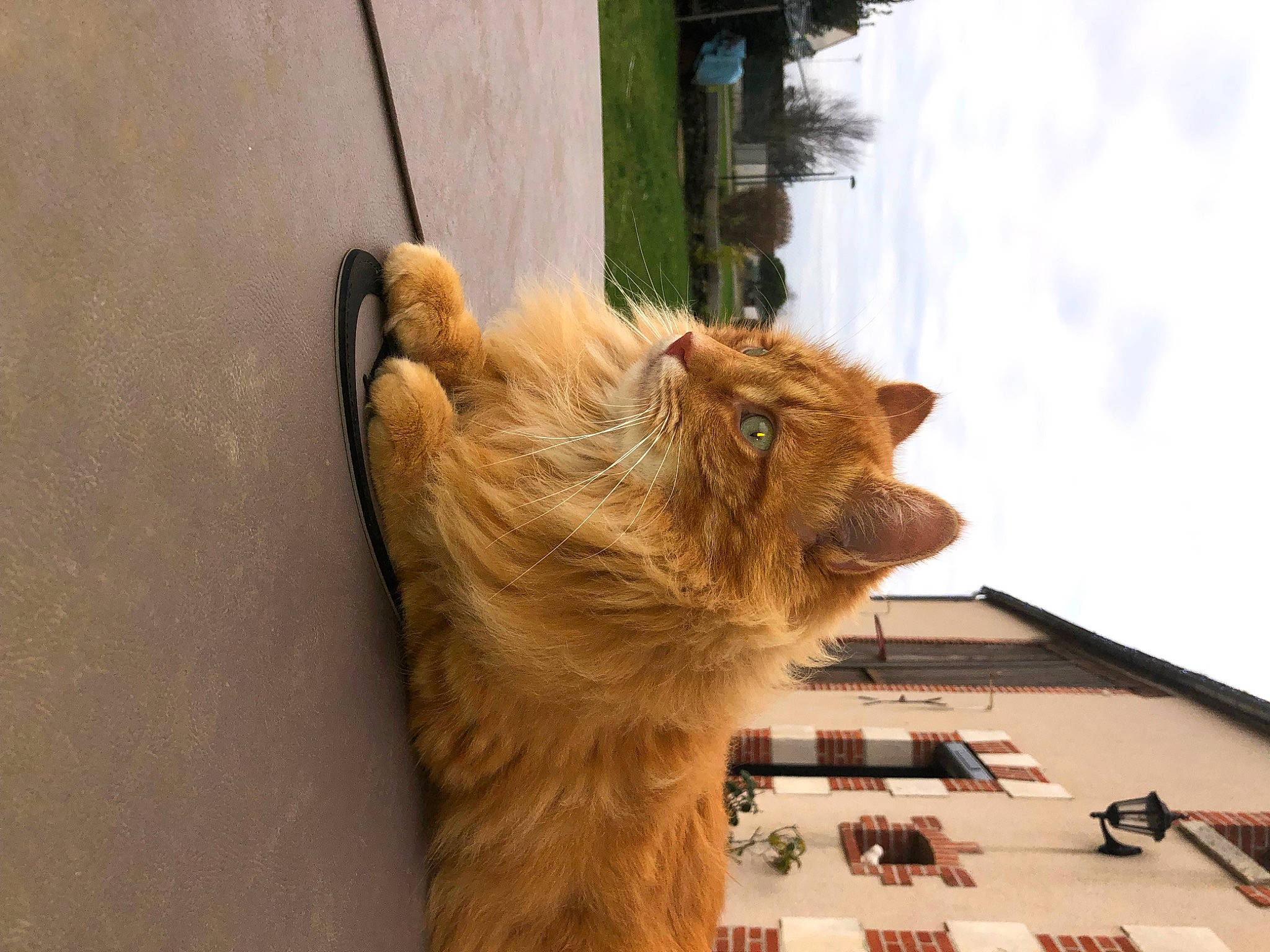 Chachat participe au concours pour gagner de l'argent avec cette photo : art, building, canidae, carnivore, cloud, companion_dog, dog_breed, fawn, felidae, flooring, fur, plant, sky, small_to_medium_sized_cats, snout, sporting_group, tail, terrestrial_animal, whiskers, wood