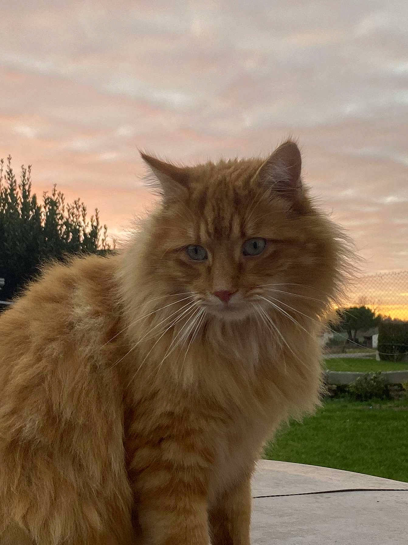 Chachat a rejoint le concours — aidez-le/la à gagner de superbes lots ! british_longhair, carnivore, cat, cloud, eye, fawn, felidae, fur, grass, maine_coon, persian, plant, sky, small_to_medium_sized_cats, snout, tail, terrestrial_animal, tree, whiskers, wildlife