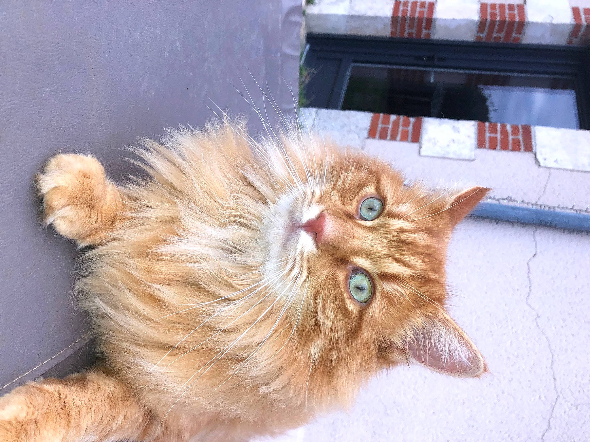 Chachat a rejoint le concours — aidez-le/la à gagner de superbes lots ! carnivore, cat, claw, domestic_short_haired_cat, fawn, felidae, fur, liver, paw, small_to_medium_sized_cats, snout, tail, terrestrial_animal, whiskers, wood