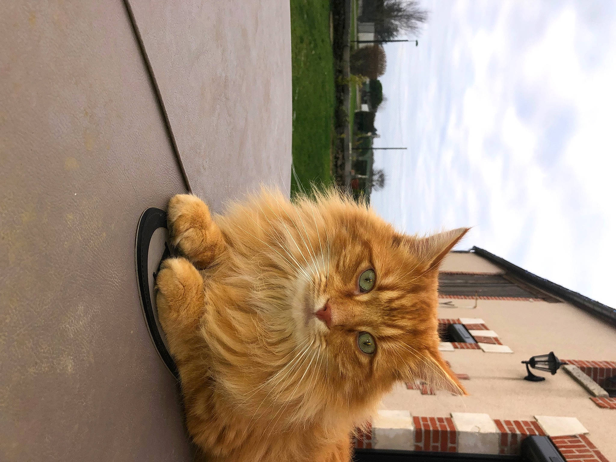 Chachat participe au concours pour gagner de l'argent avec cette photo : building, carnivore, cat, cloud, domestic_short_haired_cat, fawn, felidae, floor, flooring, fur, plant, sky, small_to_medium_sized_cats, snout, tail, terrestrial_animal, tree, whiskers, window, wood