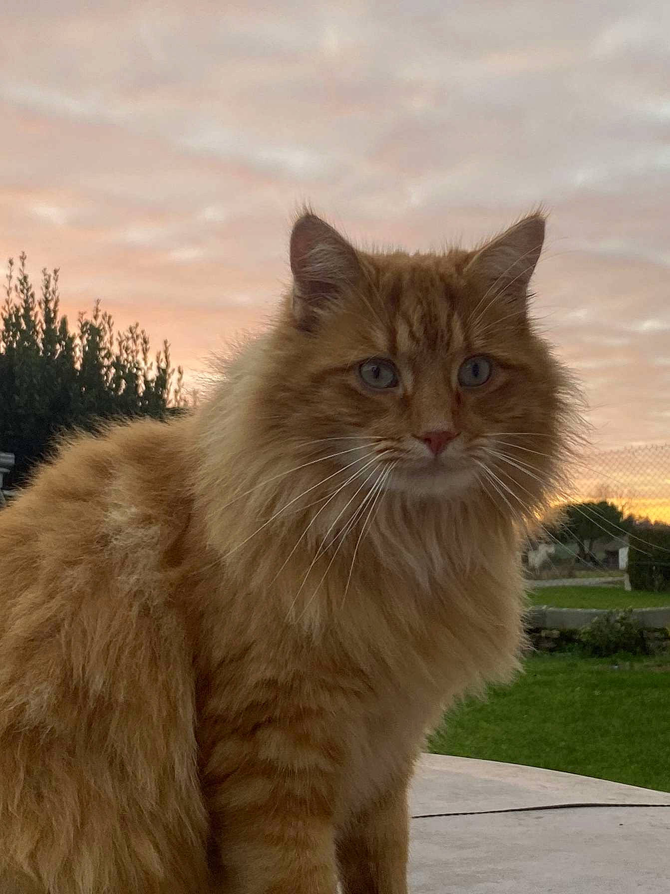 Chachat a rejoint le concours — aidez-le/la à gagner de superbes lots ! british_longhair, carnivore, cat, cloud, eye, fawn, felidae, fur, grass, hair, iris, plant, sky, small_to_medium_sized_cats, snout, sunlight, tail, tree, whiskers, wildlife