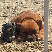 Aiko participe au concours pour gagner de l'argent avec cette photo : dog, sand, beach, sleeping, shoe, shadow, pole, outdoor, sunny, relaxing, brown_dog, closeup, paw, quiet, nap, animal, pet, summer, resting, nature