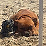 dog, sand, beach, sleeping, shoe, shadow, pole, outdoor, sunny, relaxing, brown_dog, closeup, paw, quiet, nap, animal, pet, summer, resting, nature