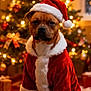 animal, celebration, christmas, christmas_tree, costume, cute, decorations, dog, festive, fur, holiday, holiday_decor, indoors, lights, pet, portrait, red_clothing, santa_hat, seasonal, winter