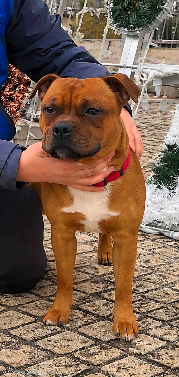 Aiko a rejoint le concours — aidez-le/la à gagner de superbes lots ! dog, brown_dog, red_collar, person, hand, cobblestone, outdoor, decorations, greenery, pet, animal, standing, close_up, winter_clothing, pavement, friendly, companionship, leash, canine, portrait