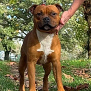 Aiko participe au concours pour gagner de l'argent avec cette photo : animal, autumn, brown_dog, canine, daylight, dog, fur, grass, hand, leash, leaves, mammal, nature, outdoor, park, path, pet, trees, walking, white_chest